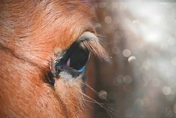 Accompagnement par le cheval - accueil inclusif
