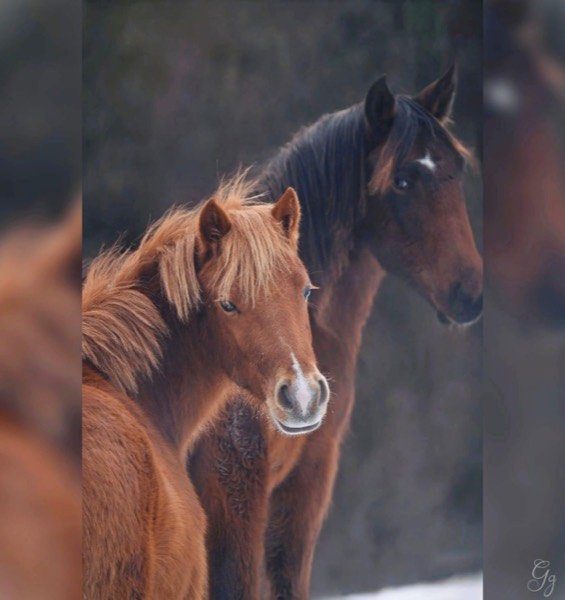 Chevaux et personnes accueillies en activité