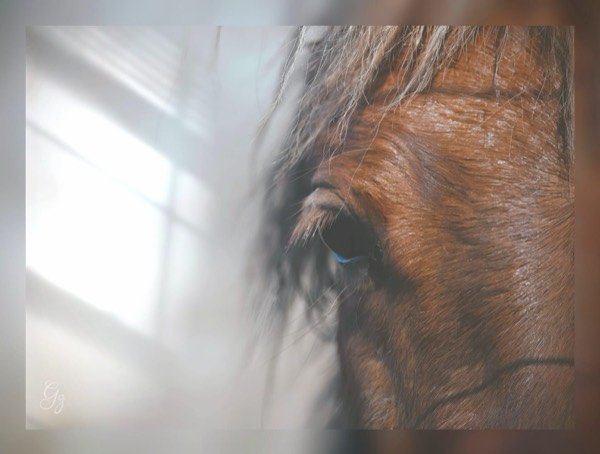 Cheval et accompagnant - mars 2025