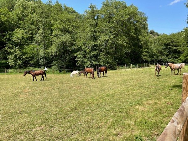 Cheval et cavalier en travail à pied - janvier 2025