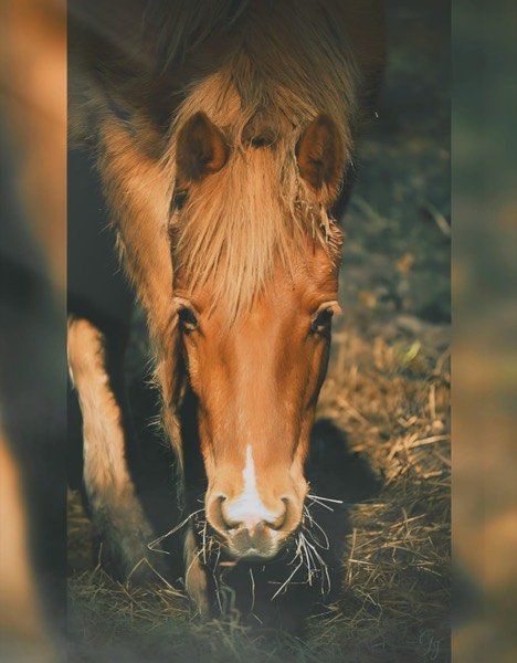 Moment de complicité homme-cheval - mars 2025