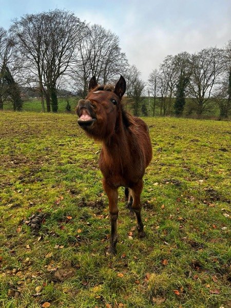 Enfant aux côtés d'un cheval, en confiance