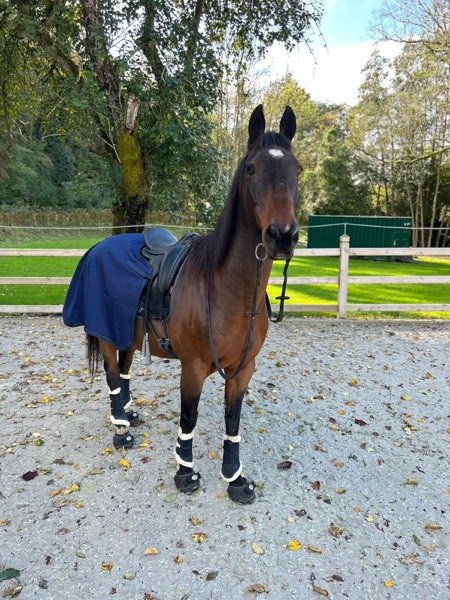 Moment partagé entre un cheval et un visiteur