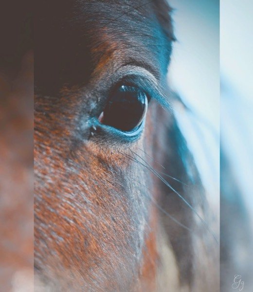 Rencontre douce avec un cheval